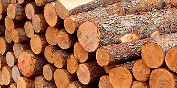 Měkké i tvrdé dřevo - Lesy Srovnalík